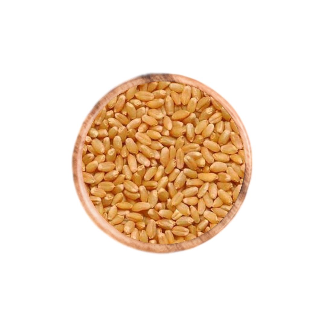 Wheat Sarbati